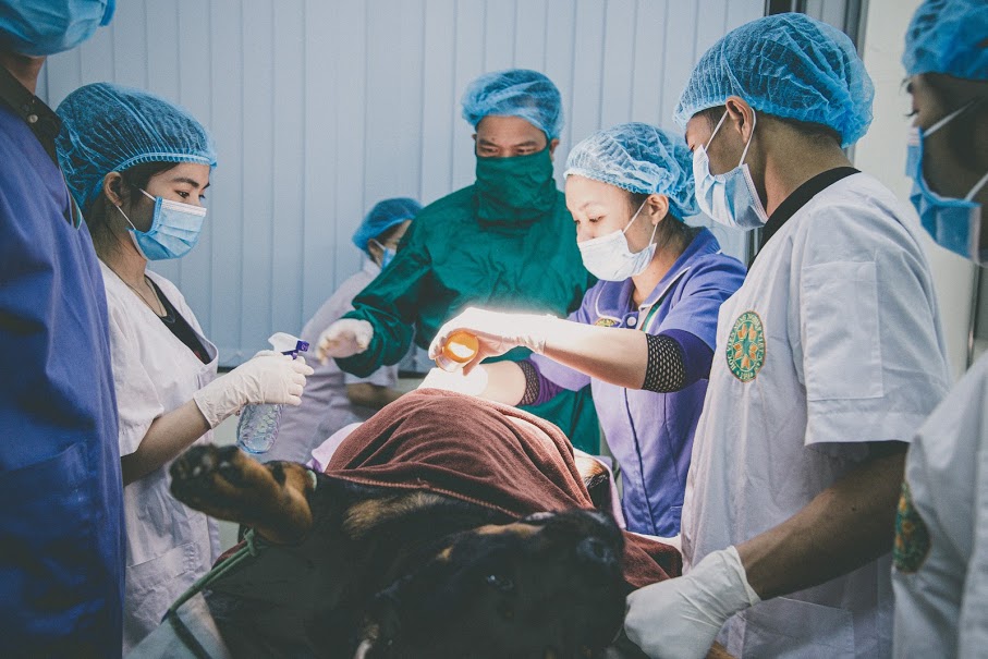 Một số câu hỏi thường gặp về triệt sản chó, mèo - Bệnh viện thú y - Học viện Nông Nghiệp Việt Nam
