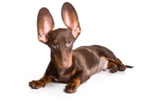 dog-ears-e1464902663650