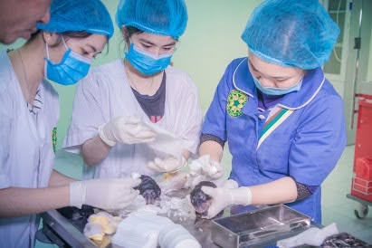 Trải nghiệm thực hành lâm sàng thú y của nữ sinh viên tại Bệnh viện Thú y